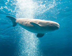 whale CD